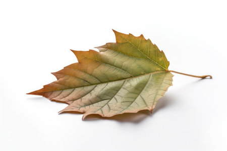 A single leaf in crisp detail, isolated on a white background. Its texture and color are emphasized for maximum visual appeal. AI Generative.の素材
