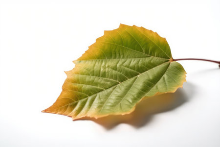 Get a closer look at the beauty of nature with this macro shot of a single green leaf isolated on a white background. AI Generative.の素材