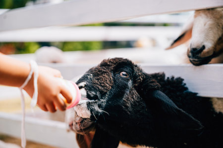 In a barn a child lovingly feeds milk to a cute sheep with a bottle. This tender moment reflects the care and affection shared between the child and the young mammal.の写真素材