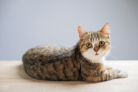 An isolated cat portrait featuring a beautiful little grey Scottish Fold kitten on a white background. The cheerful feline stands with a straight tail, exuding playfulness.の写真素材