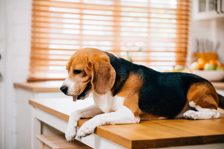 A Beagle dog, eagerly waiting for its meal on the kitchen table, adds a touch of humor to the scene. Its cheerful presence enhances the familys breakfastの写真素材