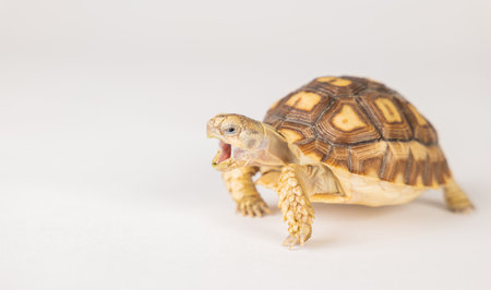 An African spurred tortoise, also known as the sulcata tortoise, is featured in this isolated portrait, showcasing its unique design and cute appearance against a white background.の写真素材