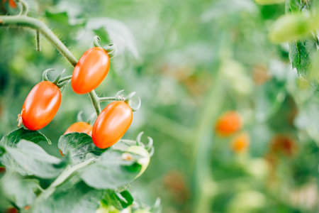 Close-up of beautiful tomatoes on branch in greenhouse. Fresh organic vegetables, symbolizing bright nature, healthy eating, and gardening in the summer season.の写真素材
