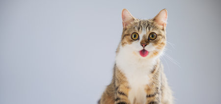 This isolated portrait features a beautiful little grey Scottish Fold cat on a white background, standing cheerfully, with a playful smile and a cute, straight tail.の写真素材