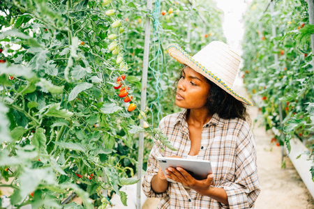 Young Black woman farmer, holding a digital tablet, checks tomato quality in the greenhouse. Smart farming concept with the owner smiling and examining vegetables, showcasing agricultural innovation.の写真素材