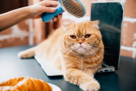 Loving hygiene routine, A woman combs her Scottish Fold cats fur while holding the cat in her hand. Their happiness during this grooming session is truly enjoyable. Pat love routineの写真素材