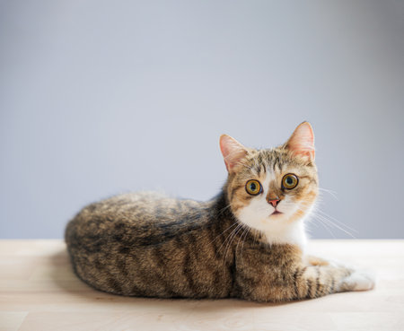 A playful and cheerful little grey Scottish Fold cat, isolated on a white background, stands with a cute, straight tail in this charming cat portrait.の写真素材