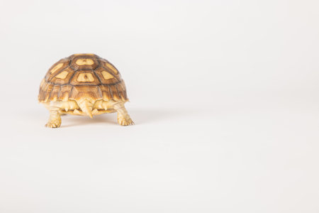 Meet the sulcata tortoise, a patient and cute African reptile, in this isolated portrait against a white background. Its unique pattern and design make it a true beauty in the world of amphibians.の写真素材