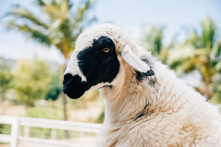 A sheep a symbol of livestock stands in an English pasture. The sheeps portrait against the blue sky showcases the peaceful essence of farm animals in nature.の写真素材