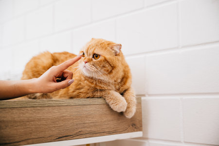 In this heartwarming portrait, a woman smiles while cuddling her Scottish Fold cat at home on a table, symbolizing the joy and togetherness of pet ownership.の写真素材
