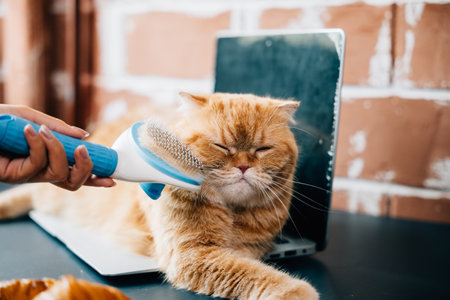 Morning routine at home, A woman combing her Scottish Fold cats long fur with affection. The cats relaxation and the care she provides are beautifully captured. Pat love routineの写真素材