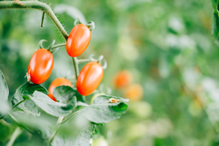 Bright red tomatoes on branch in a greenhouse with shallow depth of field. Organic fresh produce symbolizing healthy eating, gardening, and natures bounty.の写真素材