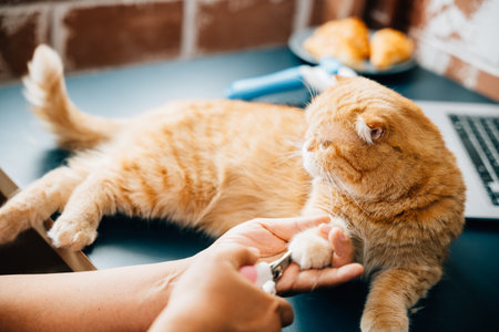 In a veterinary hospital, girl takes care of orange cat, trimming its nails with precision. close examination highlights expertise and dedication involved in cat nail care, ensuring pet well-being.の写真素材