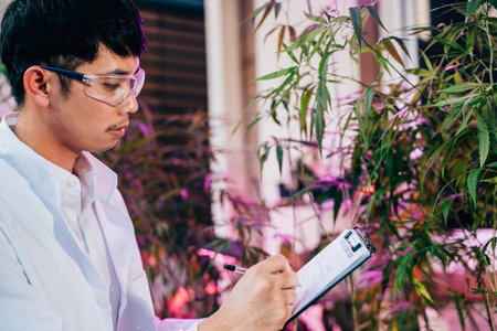 Asian man checking hemp plants in the field writing on clipboard in front of a plant of a cannabis sativa, Scientist wearing safety goggles check quality control marijuana researcher, herbal medicineの写真素材