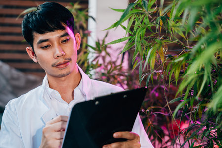 Asian man checking hemp plants in the field writing on clipboard in front of a plant of a cannabis sativa, Scientist check quality control marijuana researcher, herbal medicineの写真素材