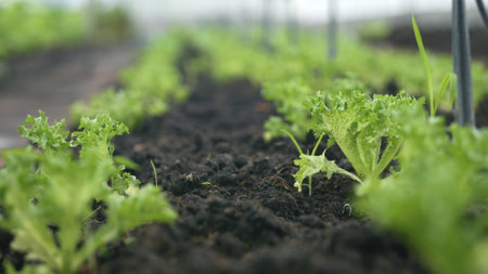 Slider of Childrens edible growth vegetable garden, vitamins healthy biological homegrown spring organicの写真素材