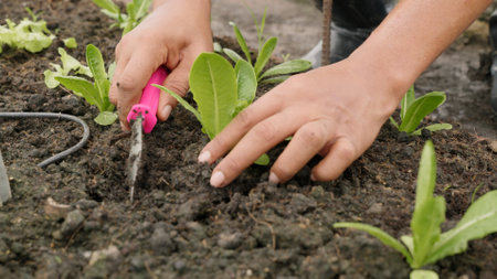 Close up hands of farmer planting young seedlings of lettuce salad into soil at vegetable garden, Concept of healthy eating growing vegetables at homeの写真素材