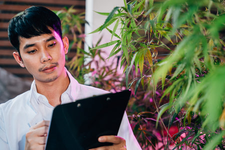 Asian man checking hemp plants in the field writing on clipboard in front of a plant of a cannabis sativa, Scientist check quality control marijuana researcher, herbal medicineの写真素材