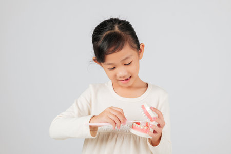 Kid girl smiles after tooth loss, holding toothbrush and teeth model for dentist. Asian child with gap learns dental care and importance of brushing teeth daily. isolated white backgroundの写真素材