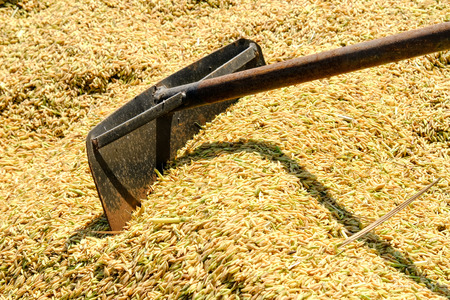 Ripe rice in paddy fieldの写真素材