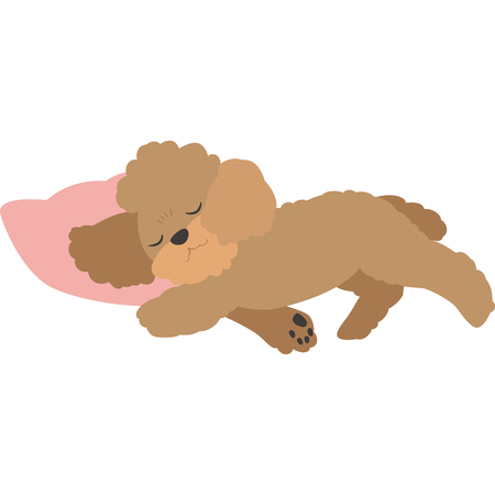 Sleeping dogs (toy poodle)のイラスト素材