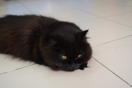 black cat lying on the floorの写真素材