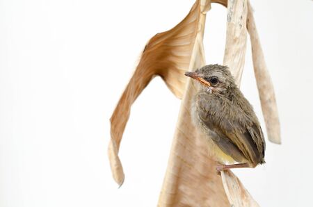 new born bird on white backgroundの写真素材