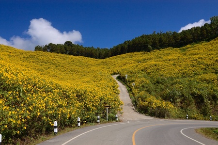Wild Mexican Sunflowers ,Maxican daisy field of wild sunflowers  bua thong   bloom in November on the Mountainの写真素材