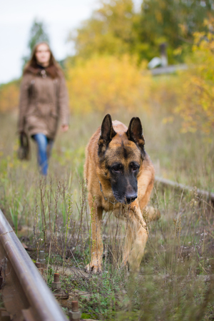 Attractive young woman walking with her dog German shepherd at autumn forest, near rail way - pet is in focus, outdoorの写真素材