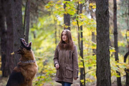 Young cute woman playing with German Shepherd dog outdoors in the autumn forest, close up, telephotoの写真素材