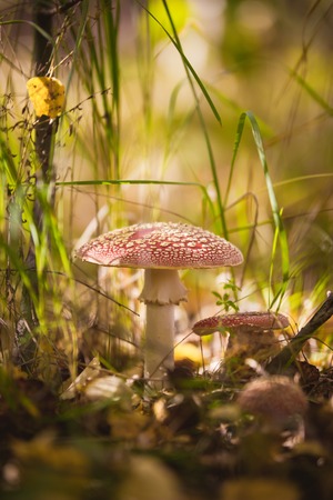Red stipe, mushroom fly agaric, close upの写真素材