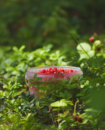 strawberries in the woods, red berries on green grass, close upの写真素材