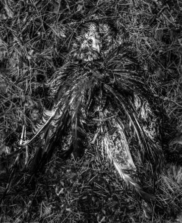 Dead bird in forest - black-white concept - background, close upの写真素材