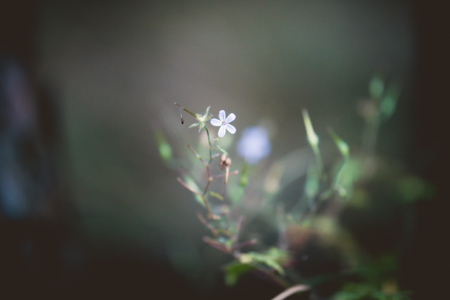 Forest flowers, c close up. Beautiful background macroの写真素材