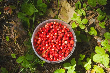 Bucket of strawberries in the forest - the view from the top, close up