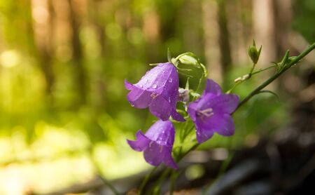 Hyacinthoides non-scriptus - Summer flowers - Bluebell in forest, wild Russiaの写真素材