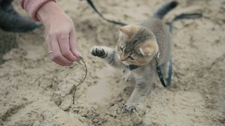 British Shorthair Tabby cat in collar walking on sand outdoor - plays with the hand of a woman, campingの写真素材