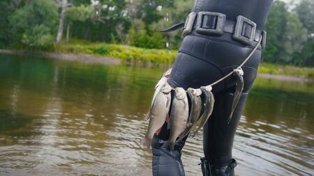 Spear fisherman shows Freshwater Fish on the belt of underwater fisherman after hunting in forest river, rear view, medium shotの写真素材