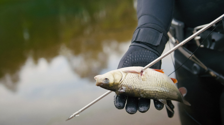 Spear fisherman shows Freshwater Fish at spear of underwater fisherman after hunting in forest river, close upの写真素材