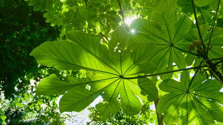 The sun breaks through the leaves in the tropical garden, Jardin Botanico Nacional de Santo Domingo. Dominican Repuplicの写真素材