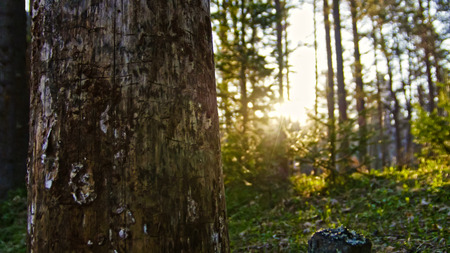 Old birch in summer forest, ural, wide angle, summer day