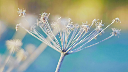 Dry plants in the spring field, close up, macroの写真素材