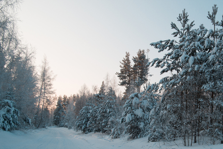 Winter russian snow covered forest landscape - road at sunset, horizontalの写真素材