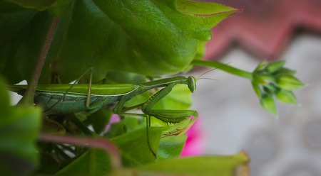 Green praying mantis in grass - insects macro, close upの写真素材
