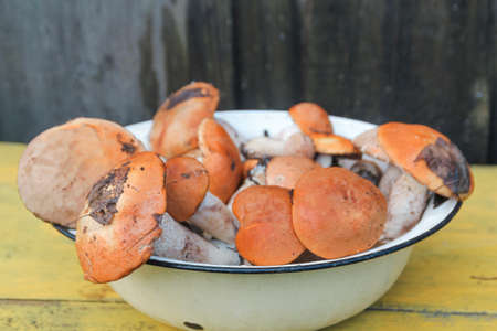 Fresh wild aspen - mushroomsの写真素材