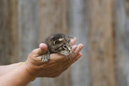 Newborn kitty cat in woman hand - rustic sceneの写真素材