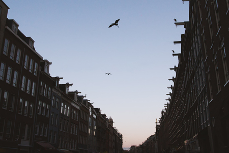 Silhouette of Heron over Amsterdams street - duskの写真素材