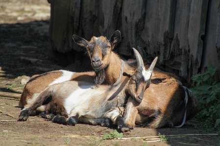 Two goats have rest in yard of farm - russian villageの写真素材
