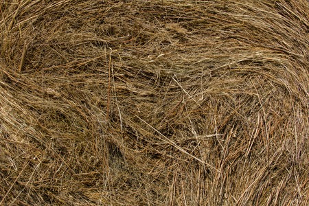 Golden hay - straw texture background, close upの写真素材