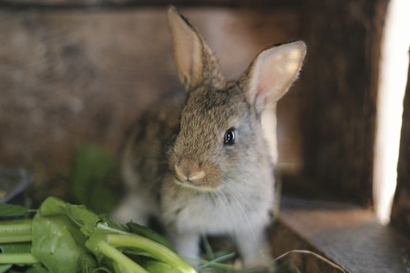 Gray rabbit in rabbit barn - close upの写真素材